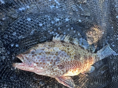オオモンハタの釣果