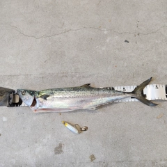 サゴシの釣果