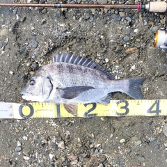 クロダイの釣果