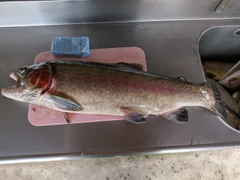 ニジマスの釣果