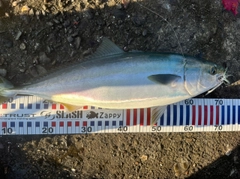 ワラサの釣果