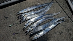 タチウオの釣果