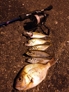 アジの釣果