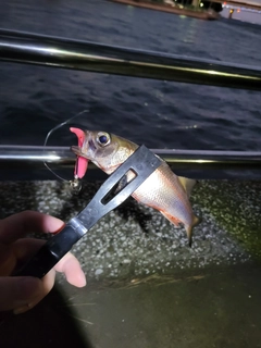 ムツの釣果
