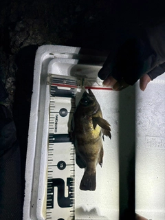 メバルの釣果