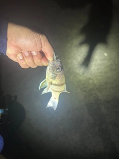 ヨコスジイシモチの釣果