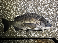 クロダイの釣果