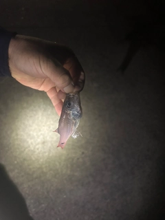 クロホシイシモチの釣果