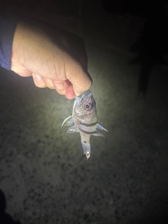 ヨコスジイシモチの釣果