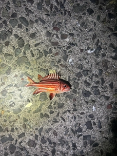 アヤメエビスの釣果