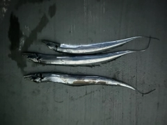 タチウオの釣果