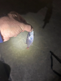 クロホシイシモチの釣果