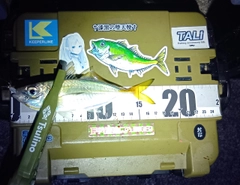 マアジの釣果