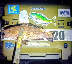 オオモンハタの釣果