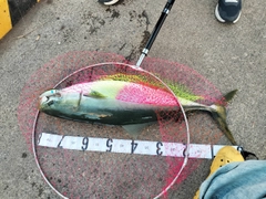 ブリの釣果