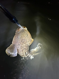 マゴチの釣果