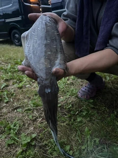 コウイカの釣果