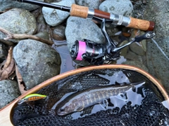 イワナの釣果