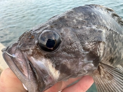 クロソイの釣果