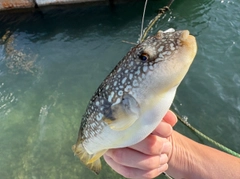 フグの釣果