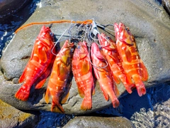 アカハタの釣果