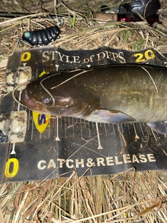 ナマズの釣果