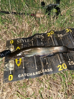 ナマズの釣果