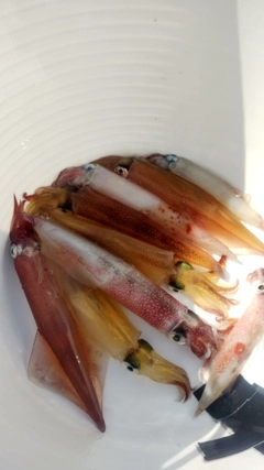 ヤリイカの釣果