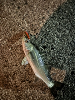 セイゴ（ヒラスズキ）の釣果
