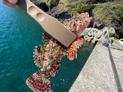 オニカサゴの釣果
