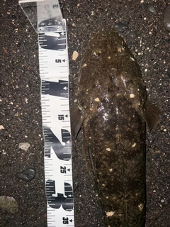 マゴチの釣果