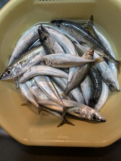 釣果