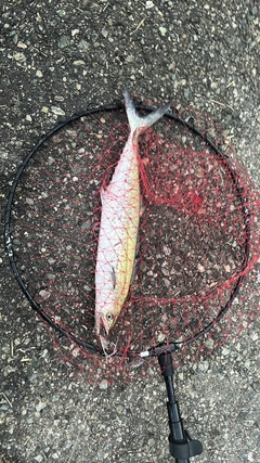 サゴシの釣果