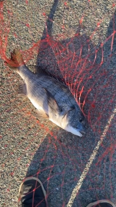 チヌの釣果