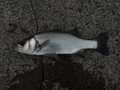 セイゴ（ヒラスズキ）の釣果