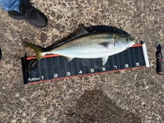 ブリの釣果