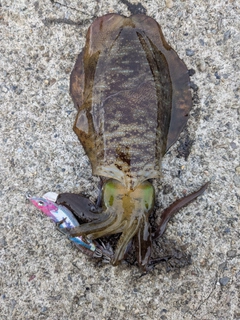アオリイカの釣果