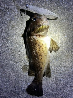 クロソイの釣果