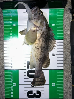 クロソイの釣果