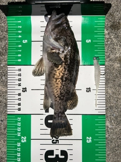 クロソイの釣果