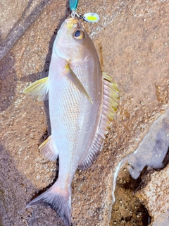 イサキの釣果