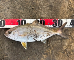 ショゴの釣果