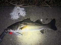 フッコ（マルスズキ）の釣果