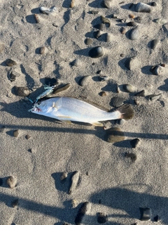 ニベの釣果