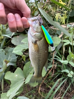 ラージマウスバスの釣果