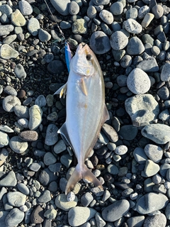 ショゴの釣果