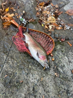 ニジマスの釣果