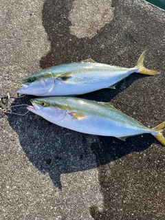 ワラサの釣果