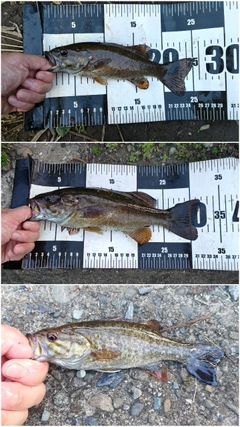 スモールマウスバスの釣果