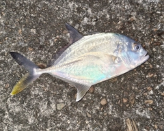 メッキの釣果